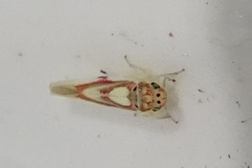 Zygina lunaris